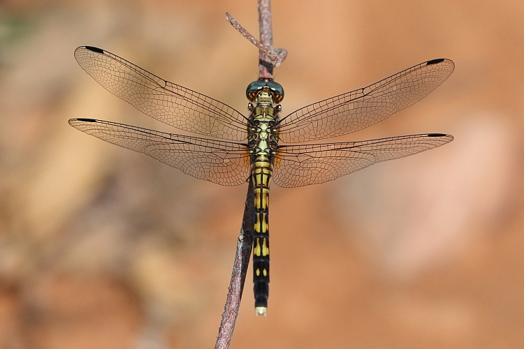 Orthetrum julia (Julia Skimmer) female 4.JPG